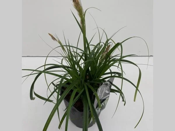 Carex 'Ribbon Falls'
