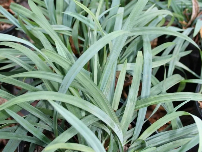 Carex 'Bunny Blue'