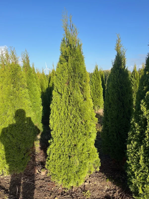Thuja Occidentalis Smaragd (Coniferenhaag)-3