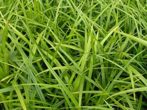 Carex morrowii-1