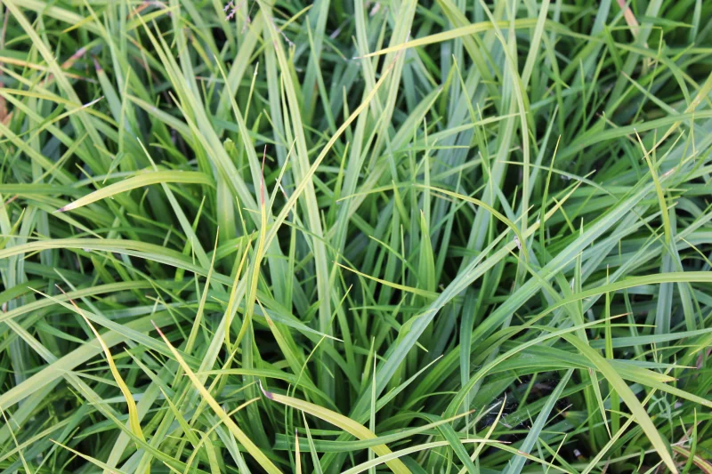 Carex morrowii-2