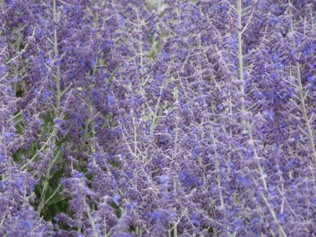 Perovskia atriplicifolia ‘Little Spire’