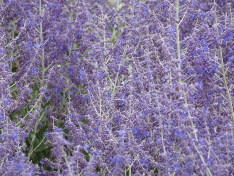 Perovskia atriplicifolia ‘Little Spire’