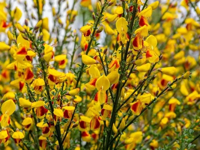 Cytisus ‘Firefly’