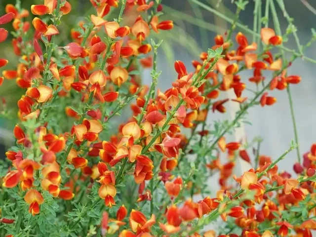 Cytisus ‘Lena'