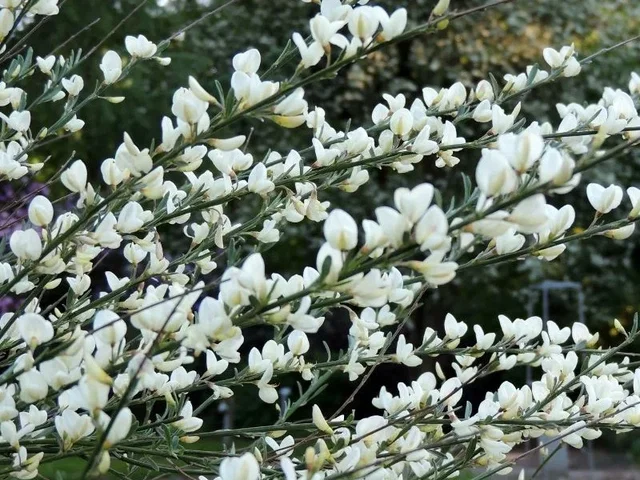 Cytisus ‘Albus'