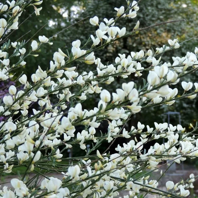 Cytisus ‘Albus'