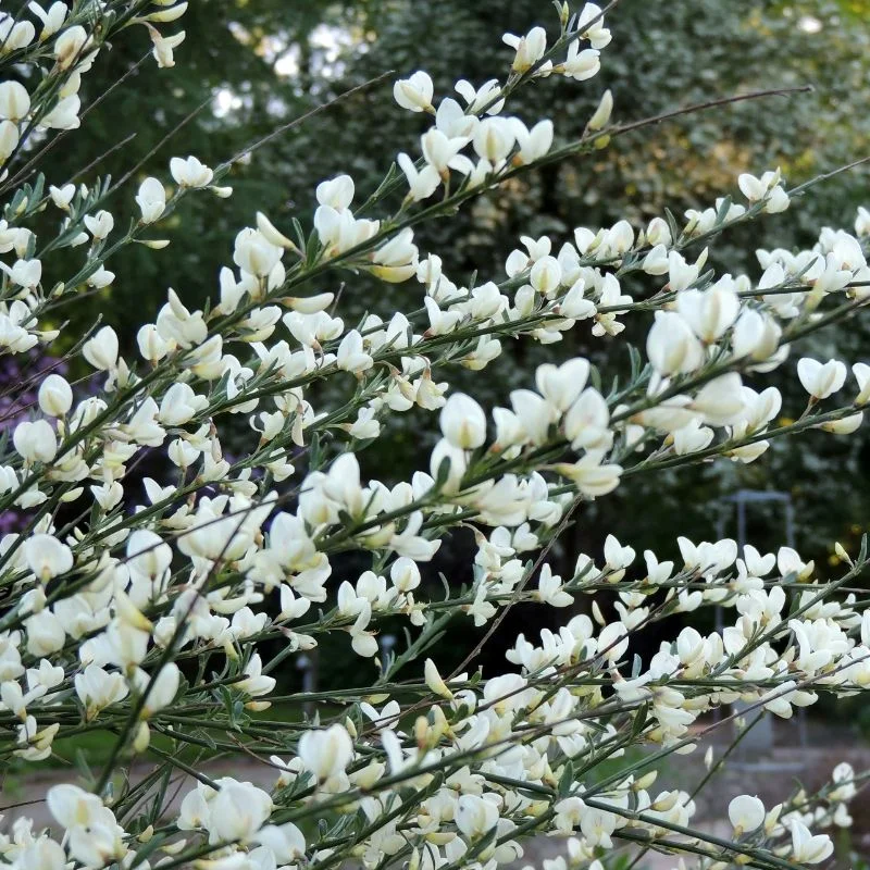 Cytisus ‘Albus'