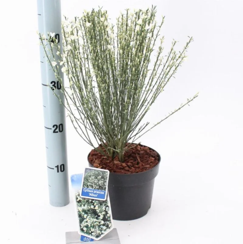 Cytisus ‘Albus'-3