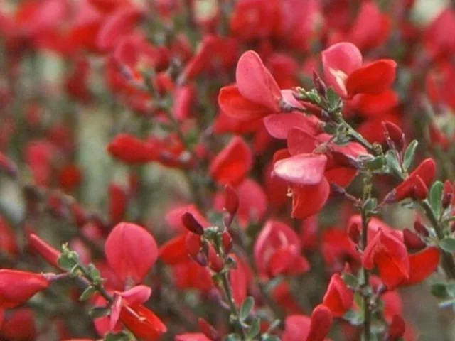 Cytisus 'Boskoop Ruby