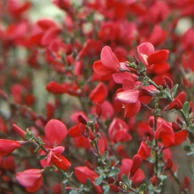 Cytisus 'Boskoop Ruby