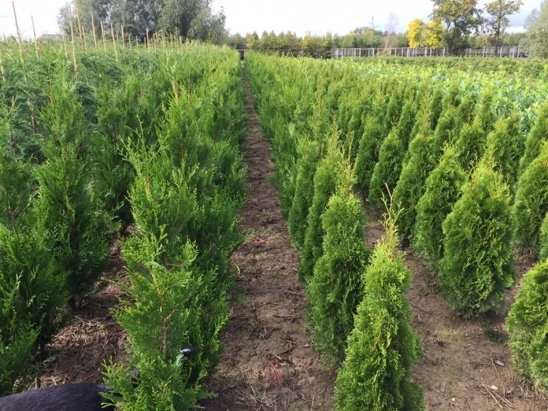 Thuja Occidentalis Smaragd (Coniferenhaag)-4
