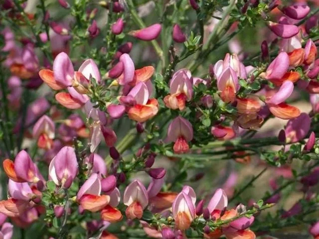 Cytisus 'Zeelandia'