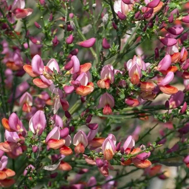 Cytisus 'Zeelandia'