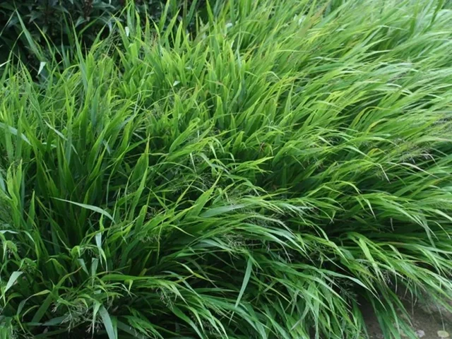 Hakonechloa macra 'Greenhills'