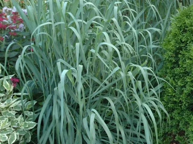 Panicum virgatum  ‘Dallas Blues’
