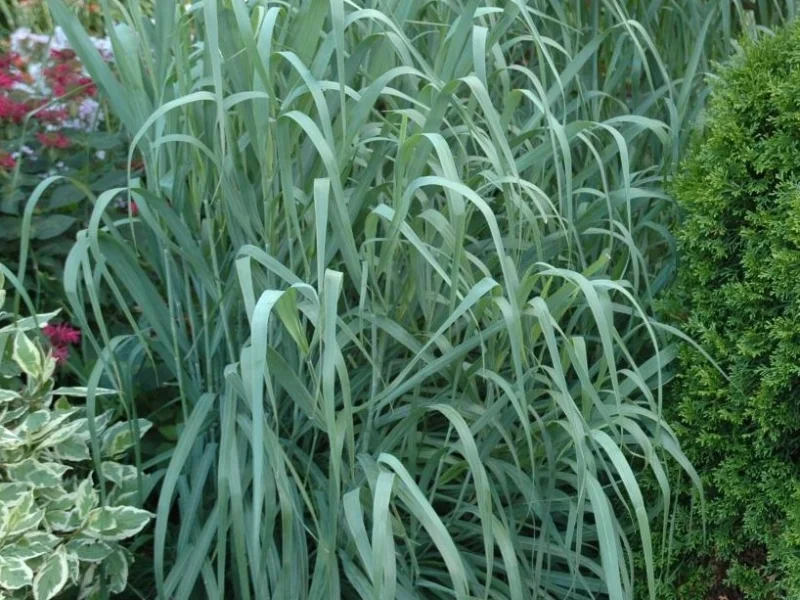 Panicum virgatum  ‘Dallas Blues’