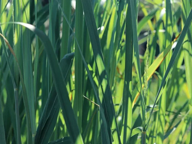 Panicum virgatum  ‘Dallas Blues’