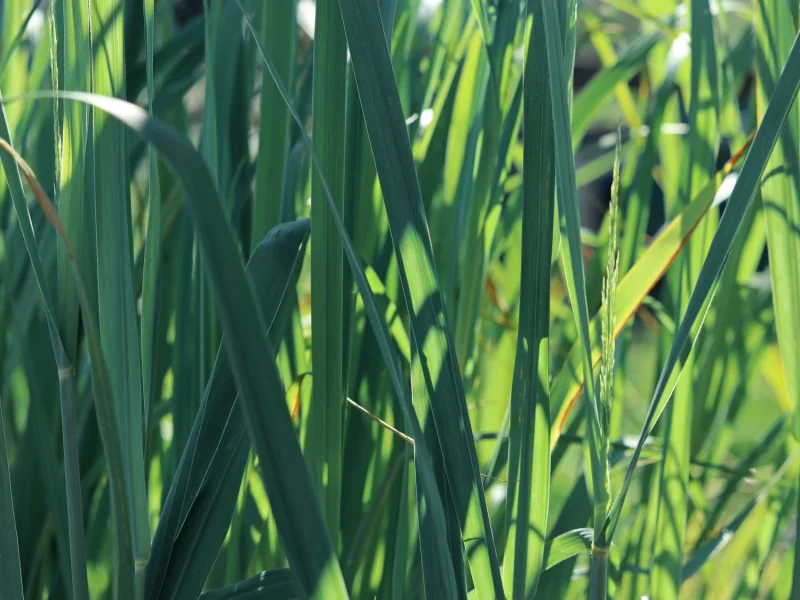 Panicum virgatum  ‘Dallas Blues’