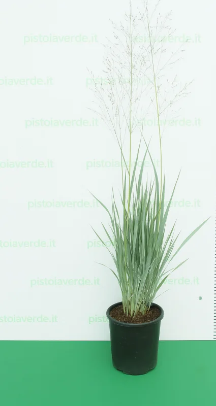 Panicum virgatum  ‘Dallas Blues’-3