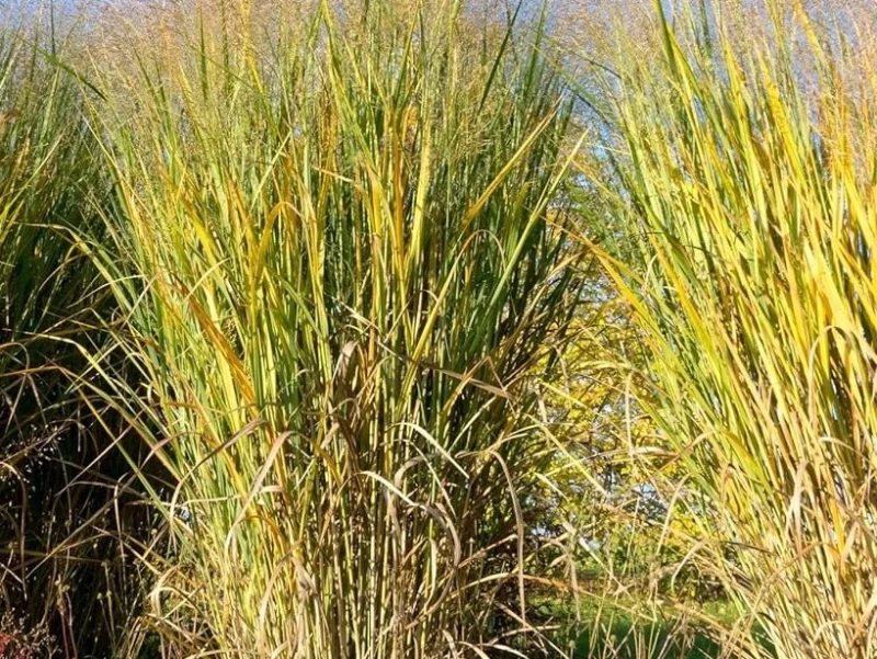 Panicum virgatum 'Thundercloud'-1