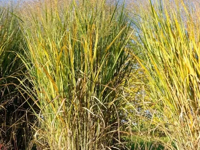 Panicum virgatum 'Thundercloud'