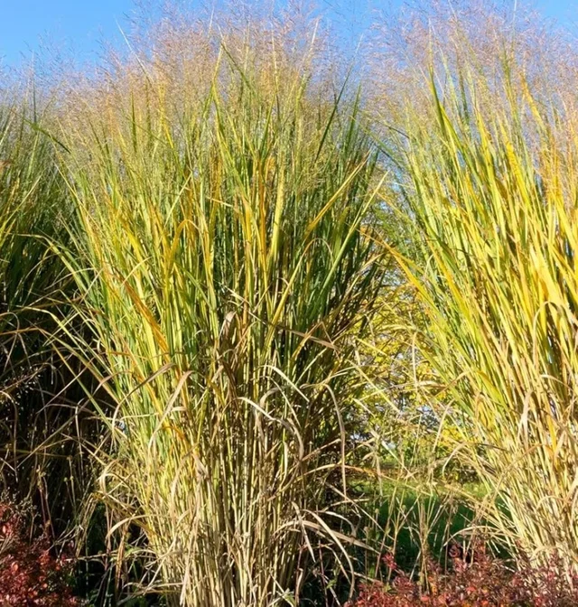 Panicum virgatum 'Thundercloud'