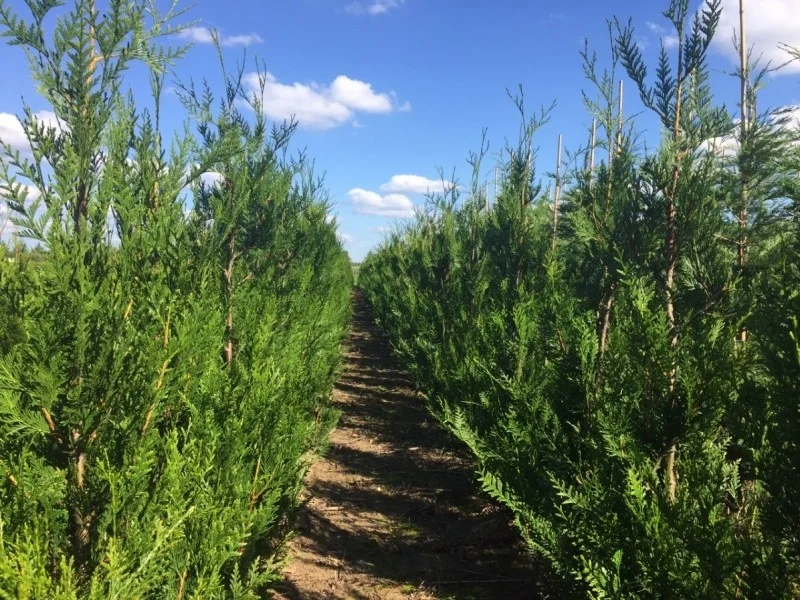 Thuja Plicata Atrovirens (Coniferenhaag)