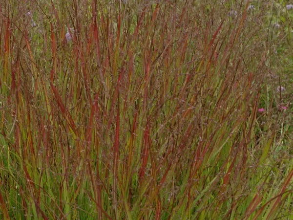 Panicum virgatum ‘Warrior’