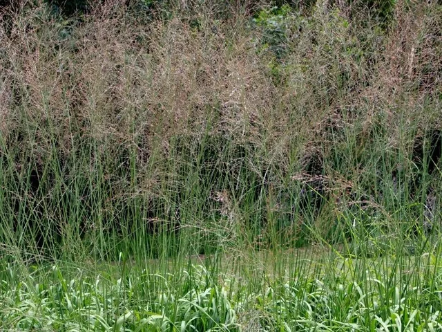 Molinia arundinacea 'Transparent'