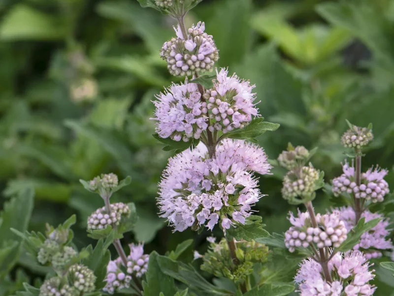 Caryopteris clandonensis 'Stephi' (Blauwbaard)