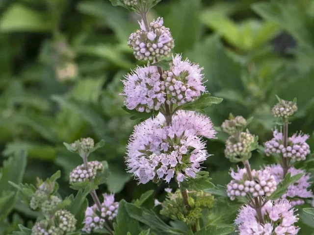Caryopteris clandonensis 'Stephi' (Blauwbaard) Caryopteris clandonensis 'Stephi' (Blauwbaard)