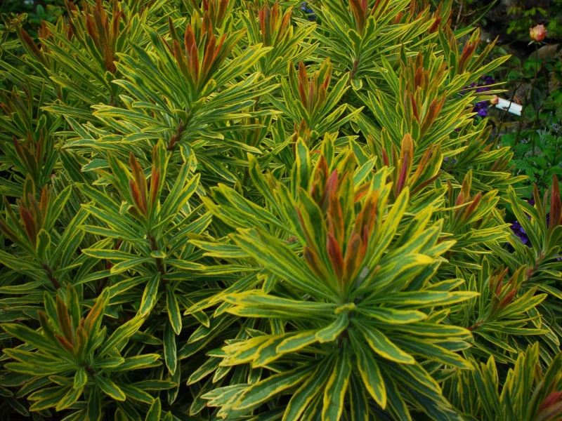 Euphorbia 'Ascot Rainbow'