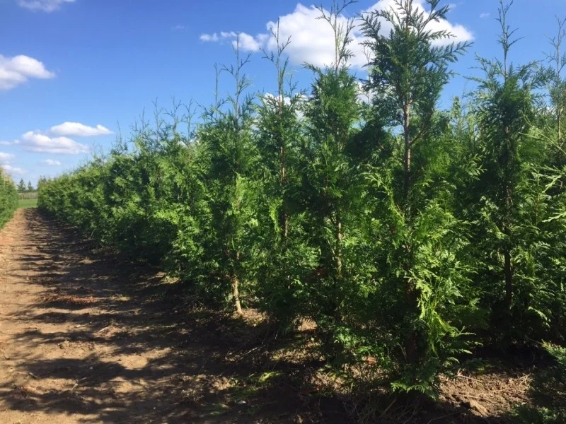 Thuja Plicata Excelsa (Coniferenhaag)-1
