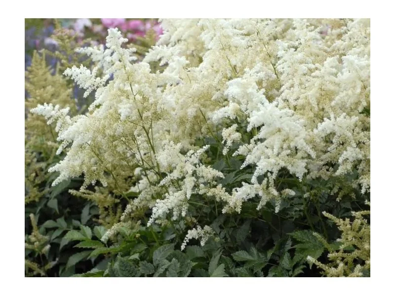 Astilbe japonica 'Deutschland'