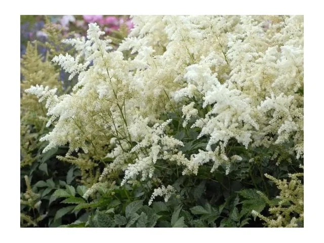 Astilbe japonica 'Deutschland'