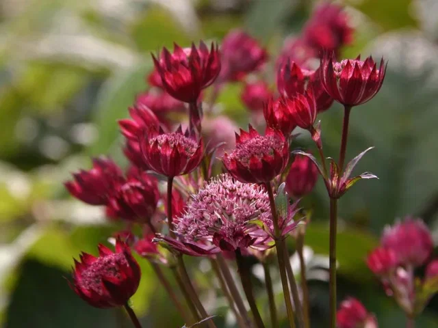 Astrantia major 'Claret'