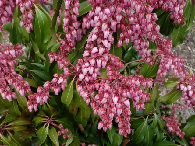 Pieris japonica 'Katsura'