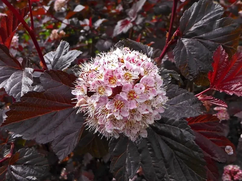 Physocarpus opulifolius ‘Diabolo’