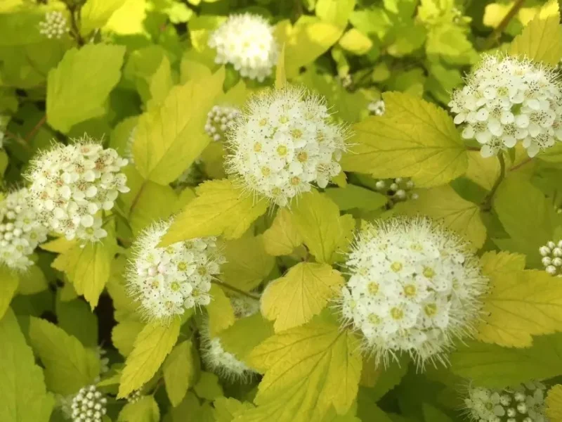 Physocarpus opulifolius 'Dart's Gold'-1