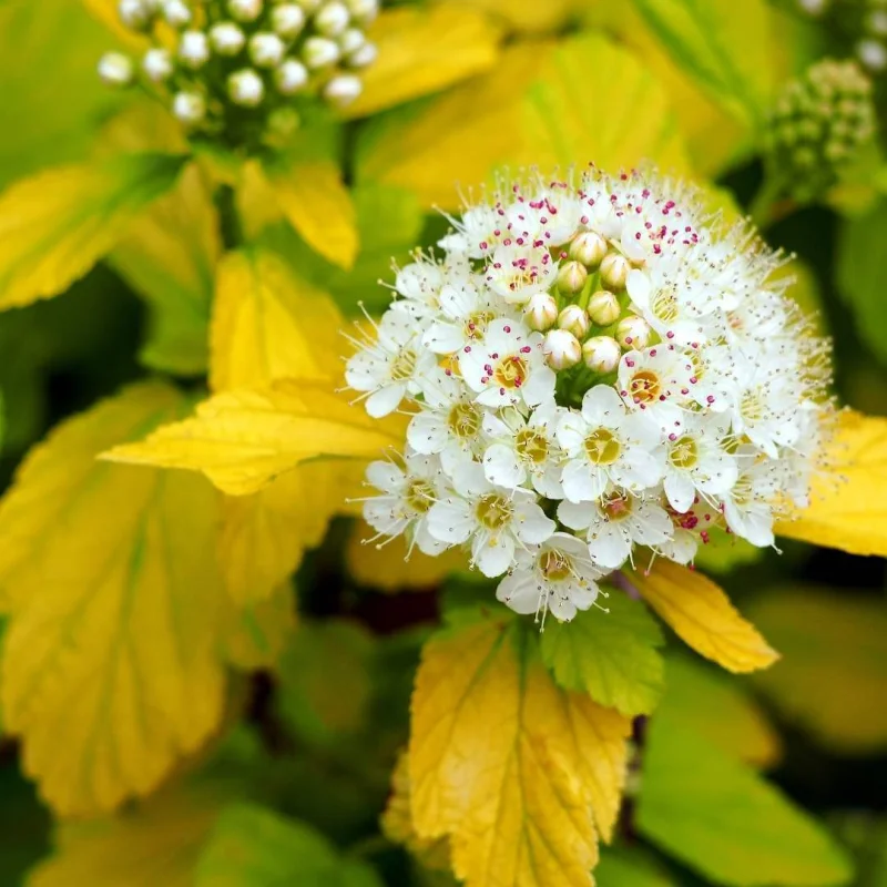 Physocarpus opulifolius 'Dart's Gold'-2