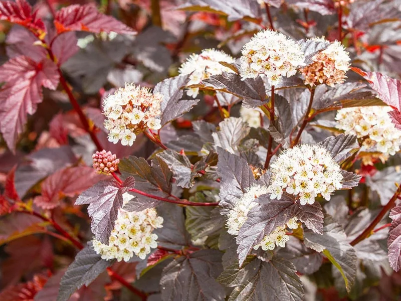 Physocarpus opulifolius Diable d' Or