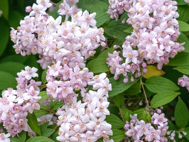 Deutzia hybrida 'Mont Rose'(Bruidsbloem) Deutzia hybrida 'Mont Rose'(Bruidsbloem)