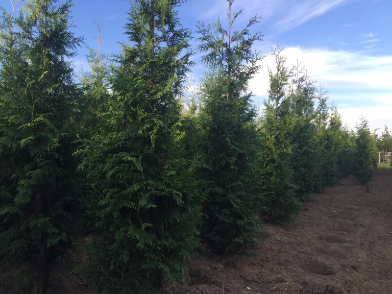 Thuja Plicata Excelsa (Coniferenhaag)