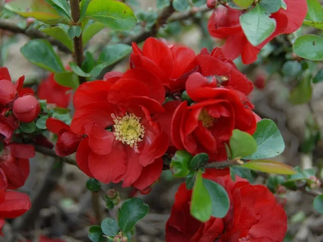 Chaenomeles superba 'Texas Scarlet' (Japanse kwee) Chaenomeles superba 'Texas Scarlet' (Japanse kwee)