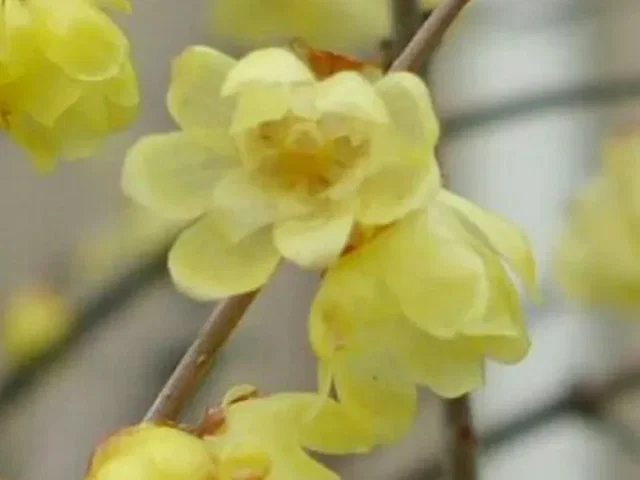Chimonanthus praecox (Winterzoet) Chimonanthus praecox (Winterzoet)
