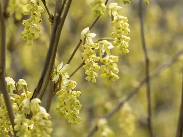 Corylopsis spicata (Schijnhazelaar) Corylopsis spicata (Schijnhazelaar)