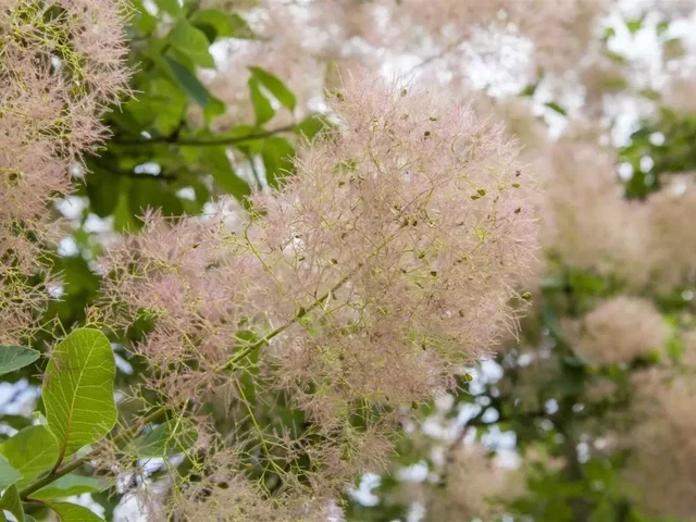 Cotinus Coggyria 'Young Lady' (Pruikenboom) Cotinus Coggyria 'Young Lady' (Pruikenboom)