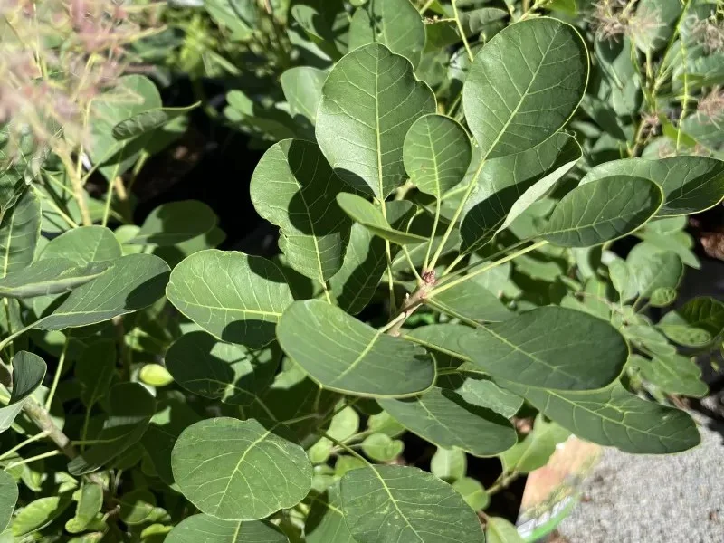 Cotinus Coggyria 'Young Lady' (Pruikenboom)