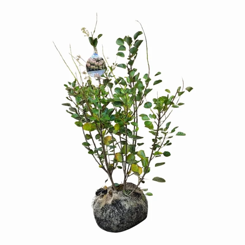 Cotinus Coggyria 'Young Lady' (Pruikenboom)-3